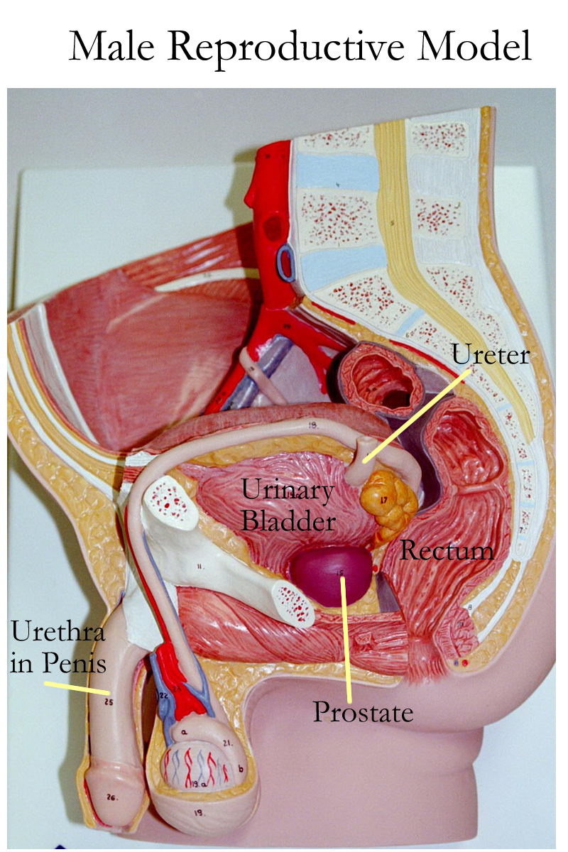 Female Parts Labeled The Female Reproductive System